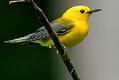 Prothonotary Warbler-4